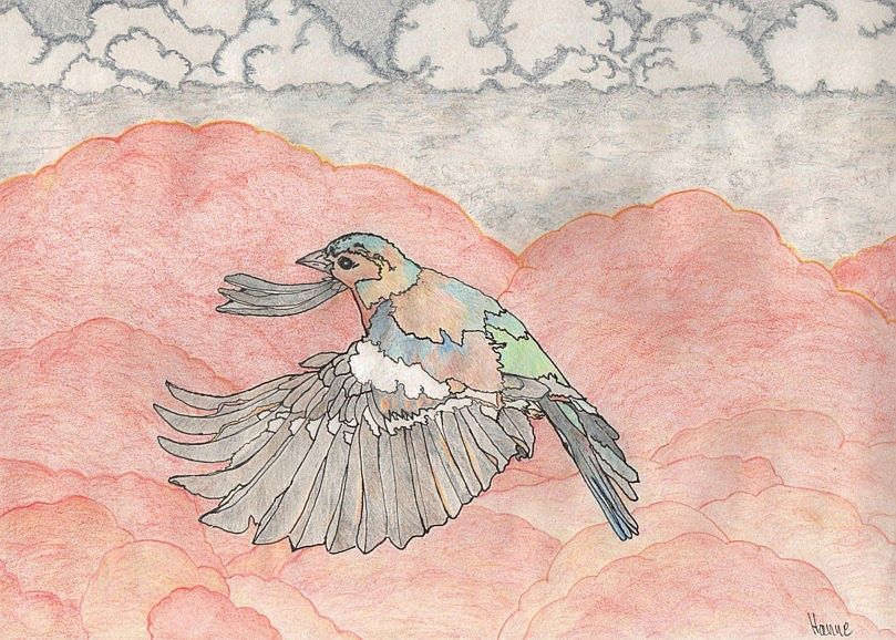 "Buchfink" - Eine Zeichnung von Hanne H.