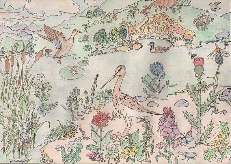 "Der Teich" - Eine Zeichnung von Hanne H.